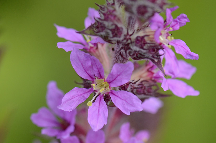 Lythrum salicaria / Salcerella comune